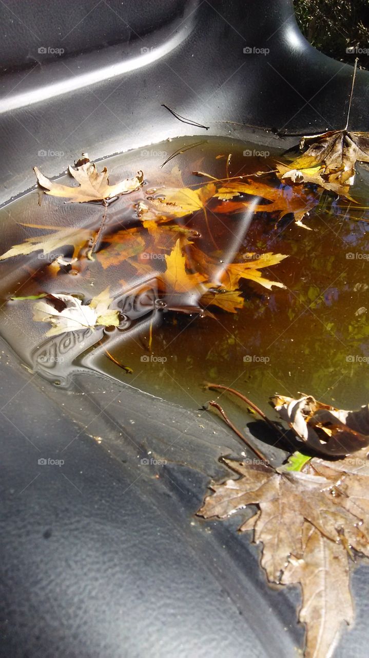 Water and Leaves