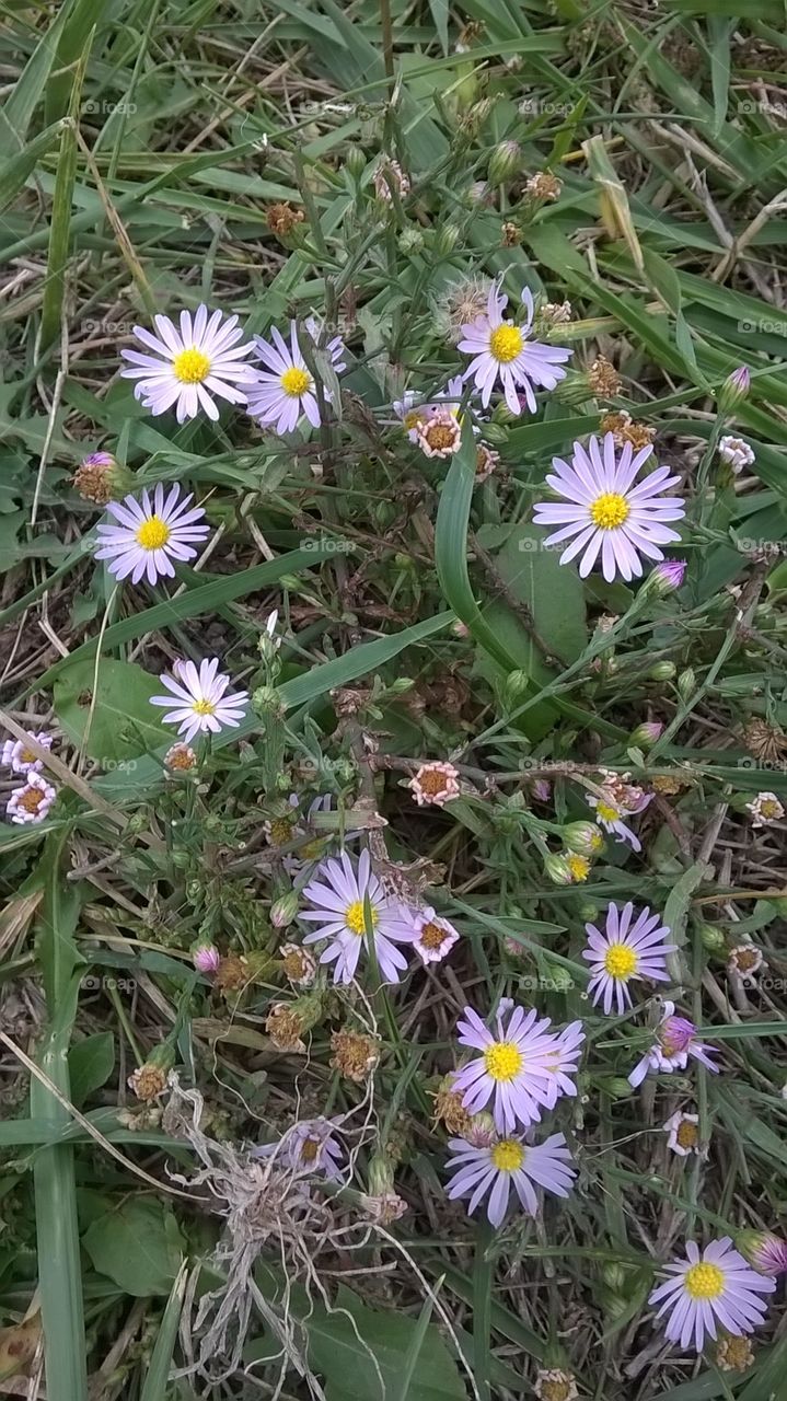 A little peek a boo in our garden