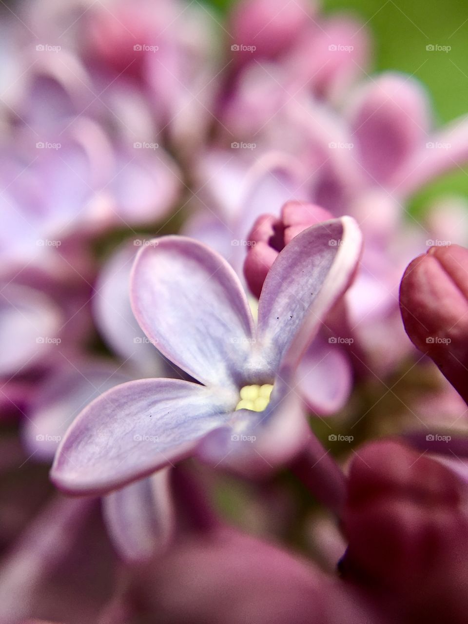 Lilac blossom, macro flower 