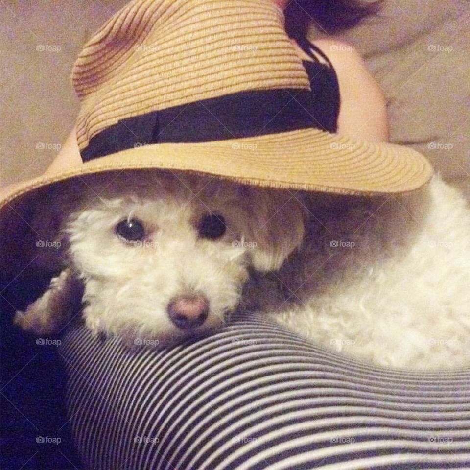 Dog under hat