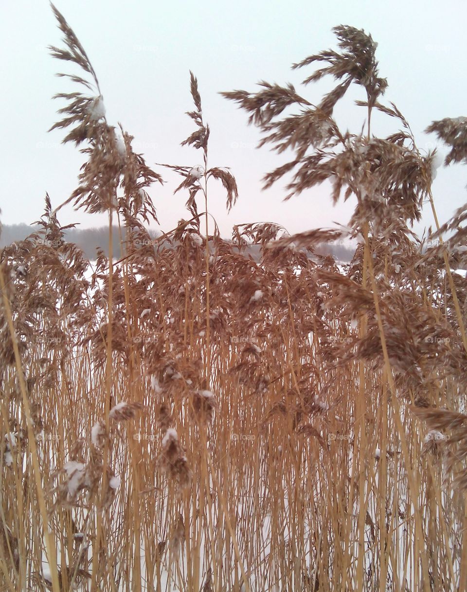 Cereal, Wheat, Rural, No Person, Pasture