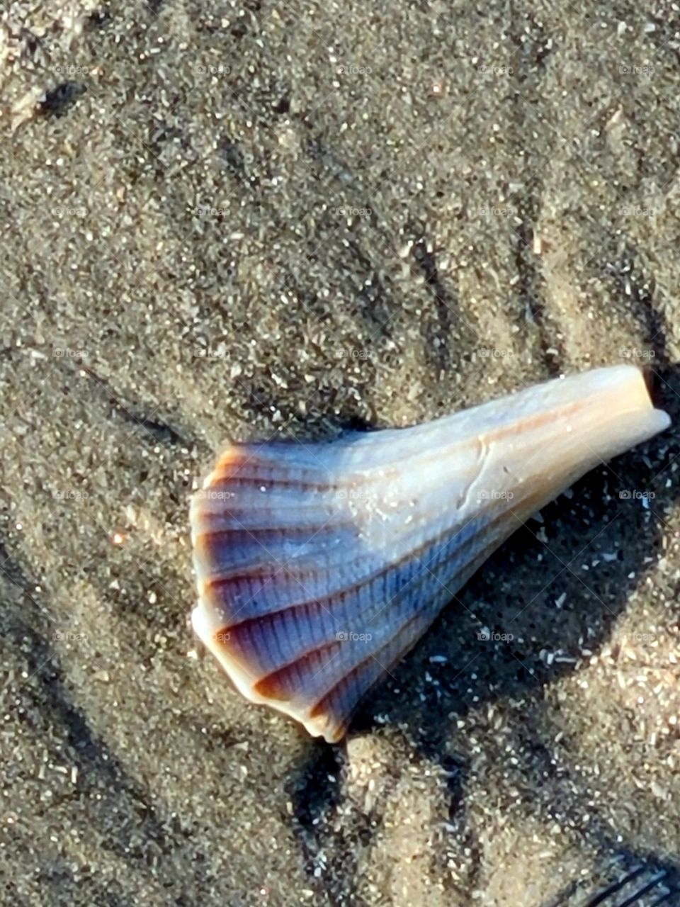 Sea shell
