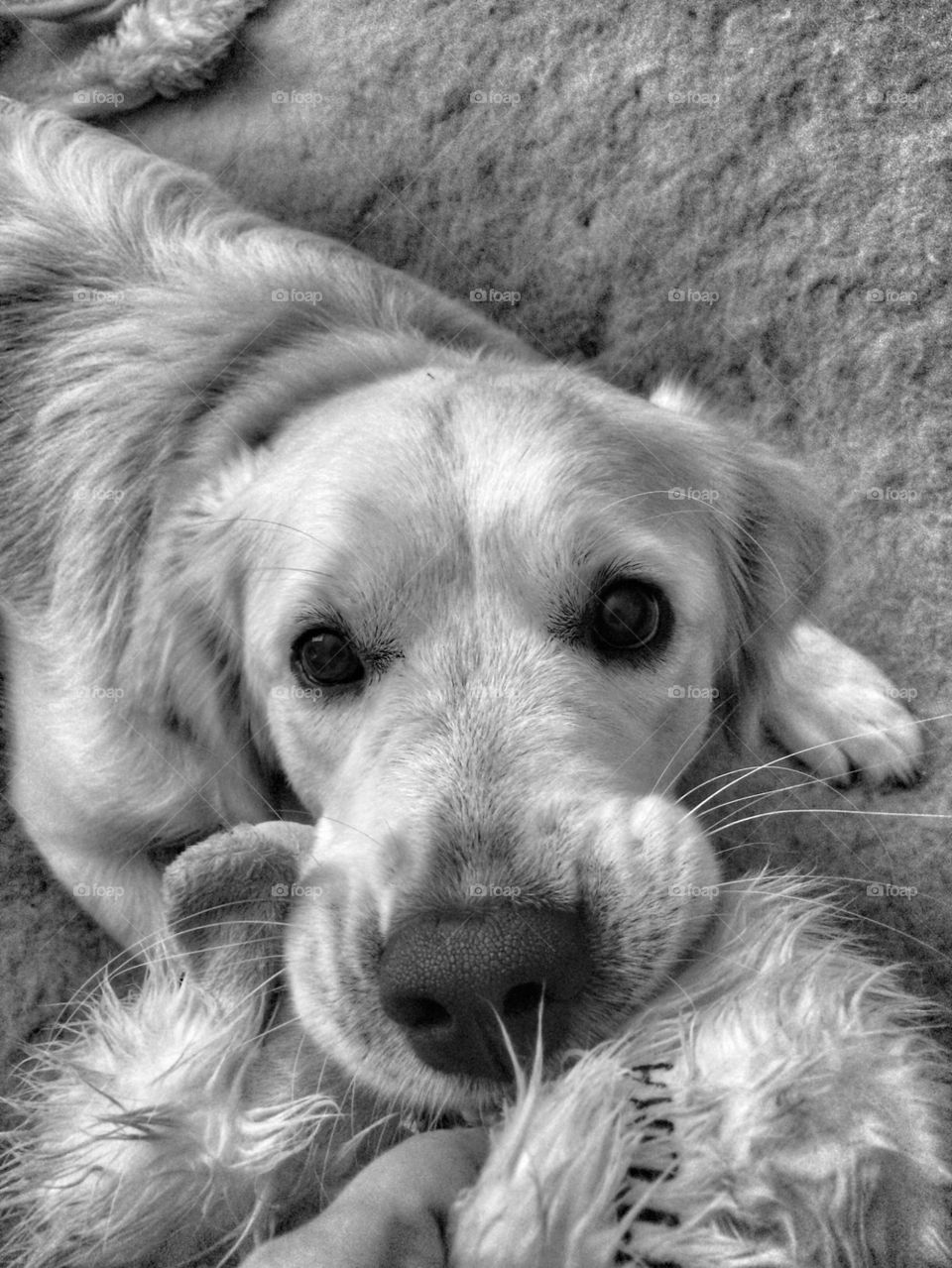 View of domestic dog