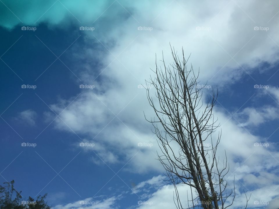 Sky and dry tree..