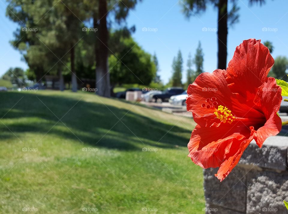Hibiscus Blossom & Scenery in Tempe AZ