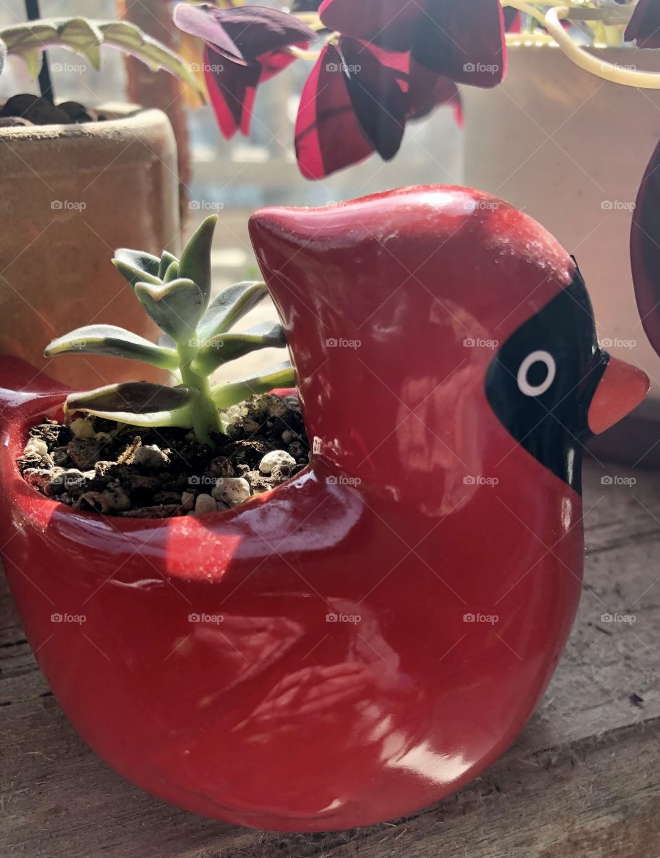 Red cardinal planter with a succulent in it.