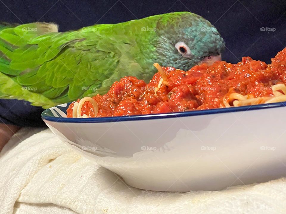 Green parrot eating spaghetti.