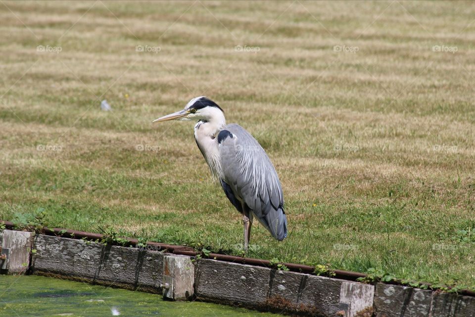 Grey heron on riverbank
