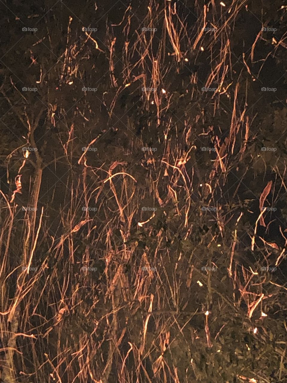 The sparks flying off of our blazing bonfire.