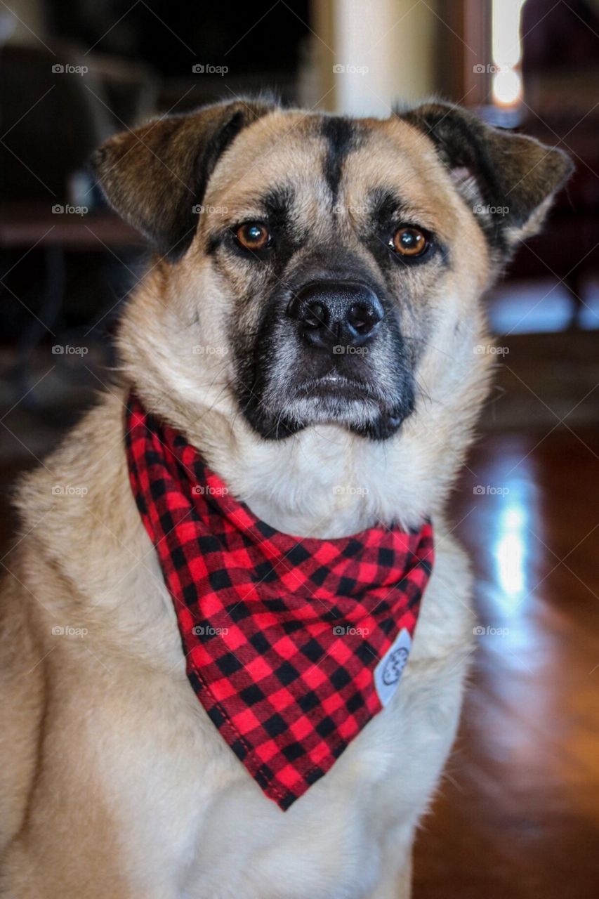 Rescue dog in his bandanna