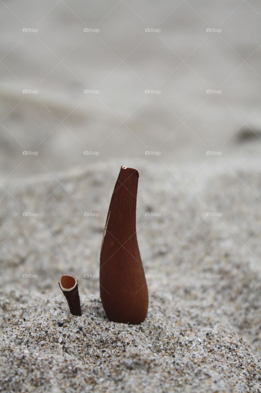 Brown sea pod in sand