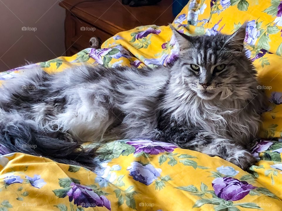 Chilled Maine Coon