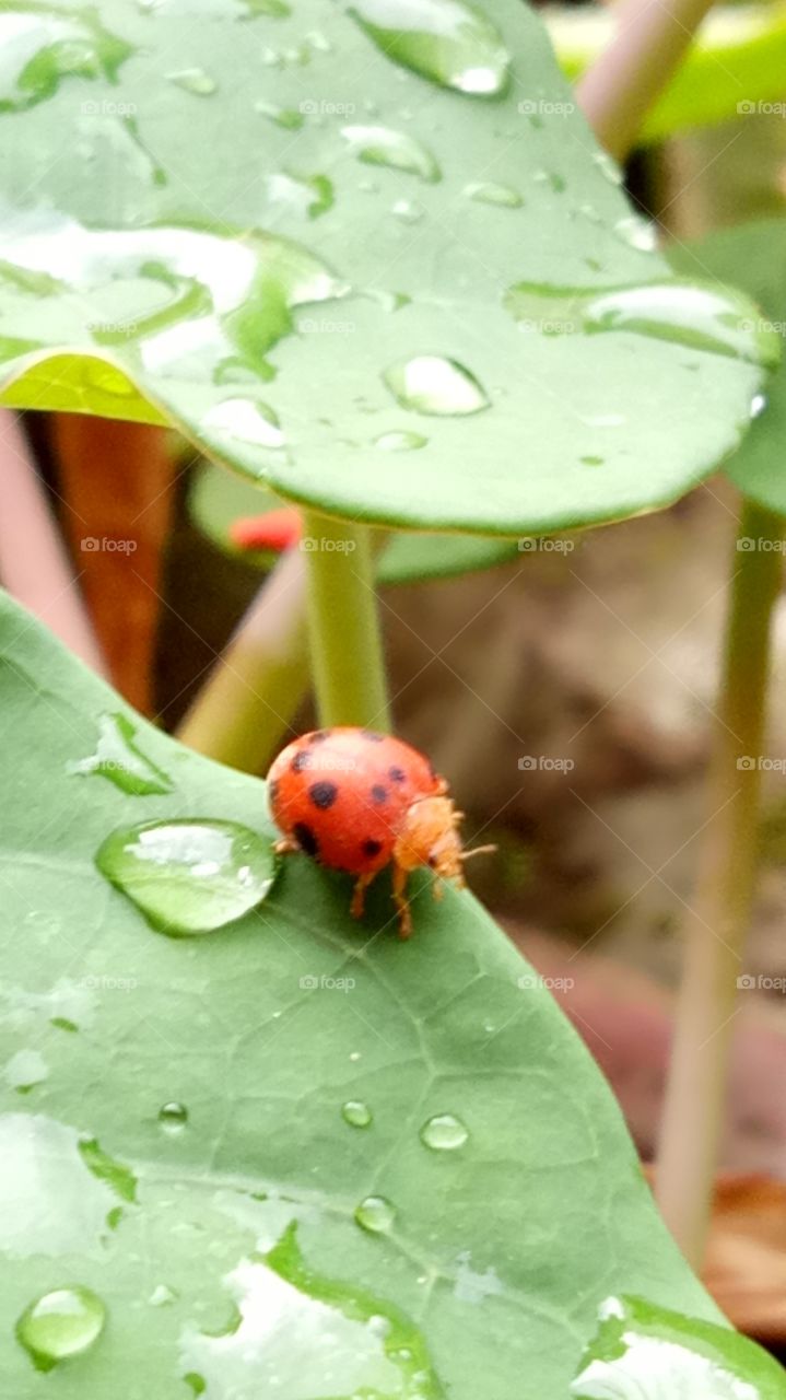 Ladybirds