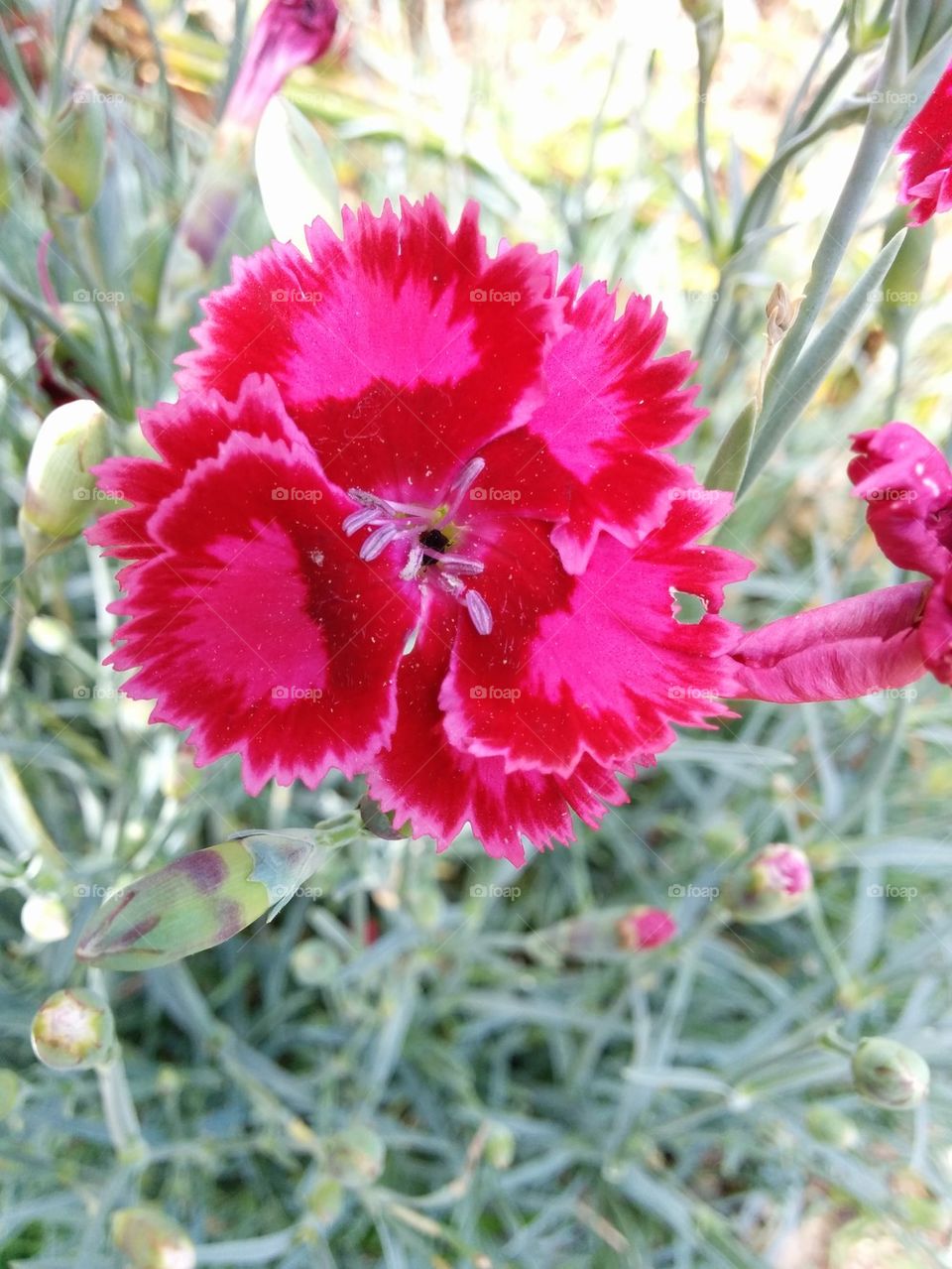 Gillyflower pink - Dianthus