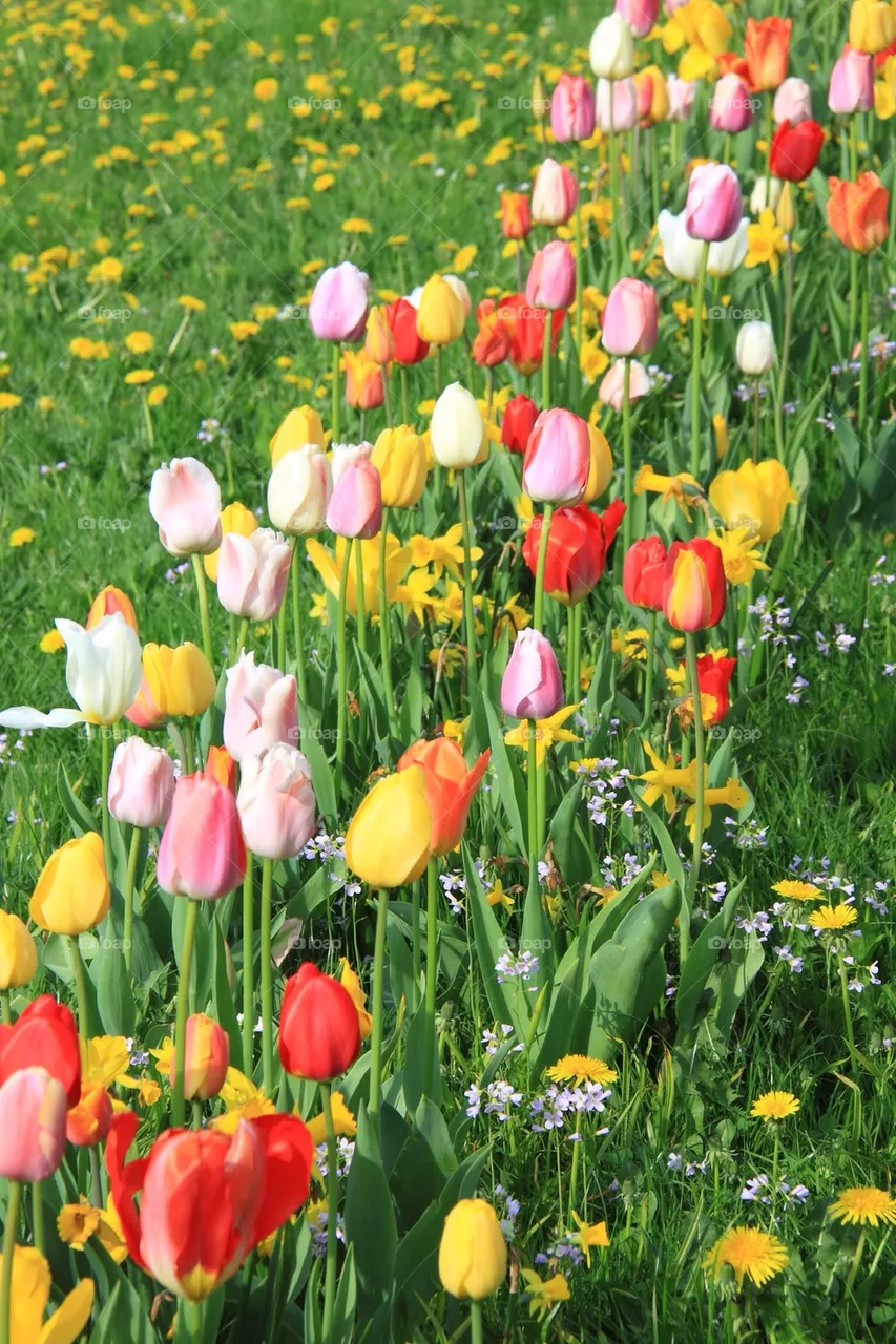 Tulips