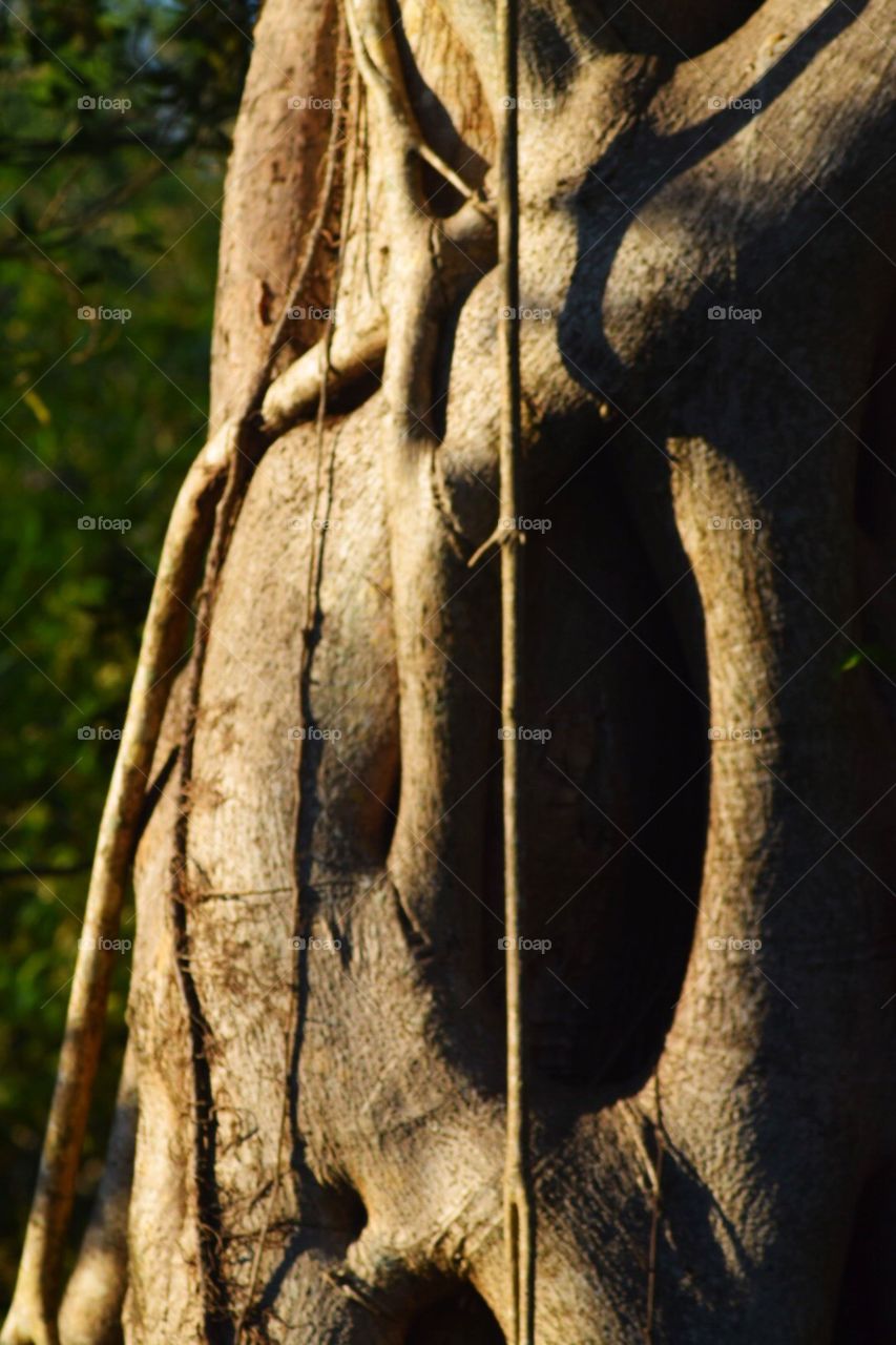 Ficus tree trunk