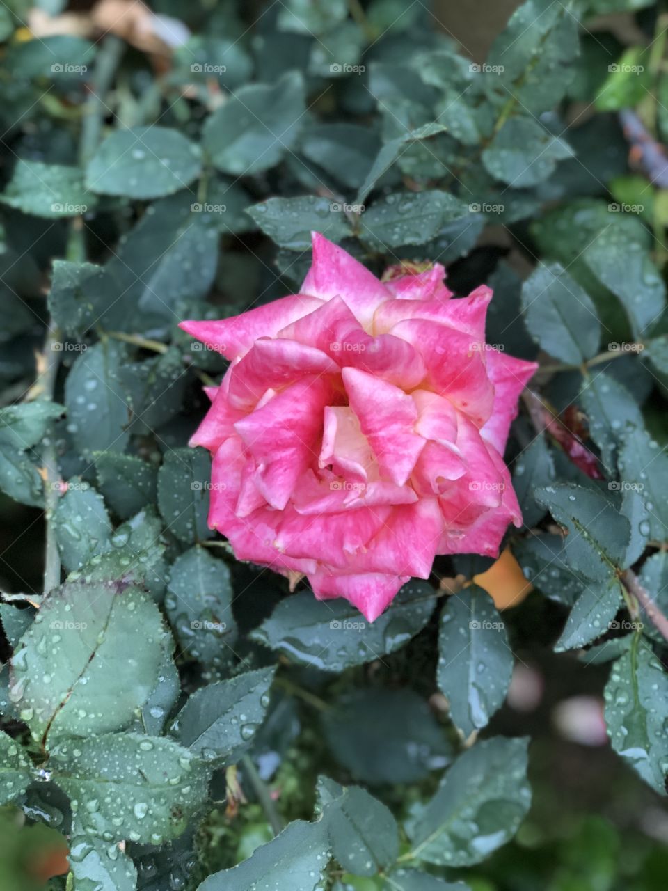 Rose(Pink)