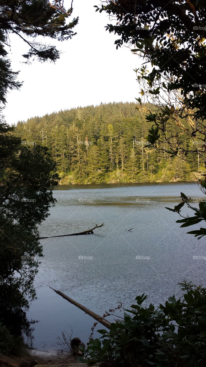 West Side of Lake Marie. Lake Marie is between the Dunes the forest & the Ocean.