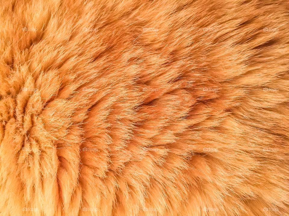 Orange Cat Fur Texture
