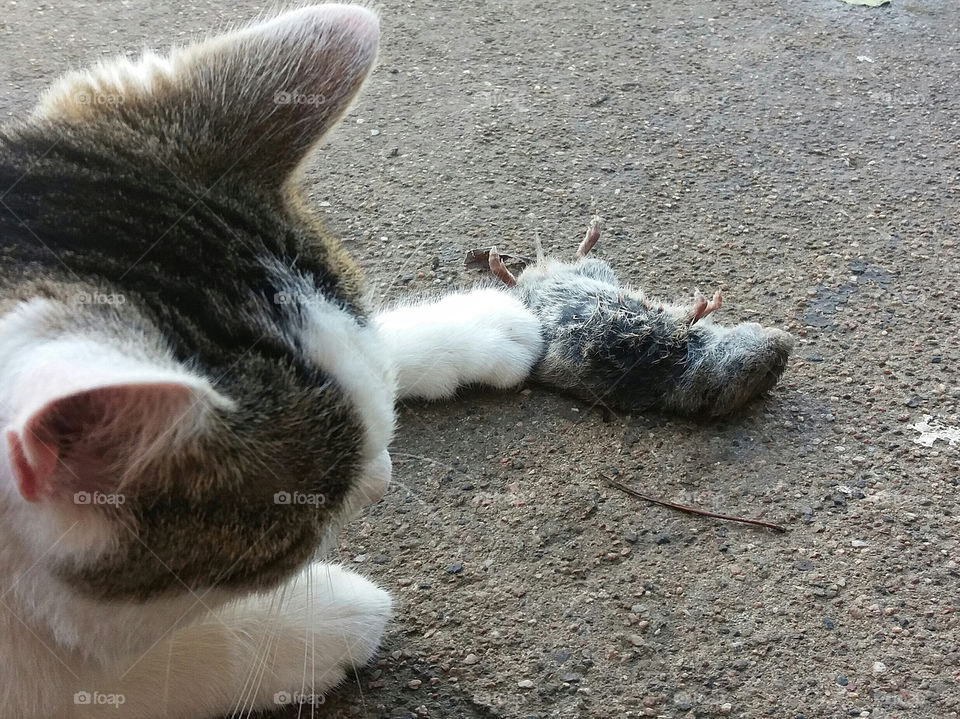 Cat with dead mouse