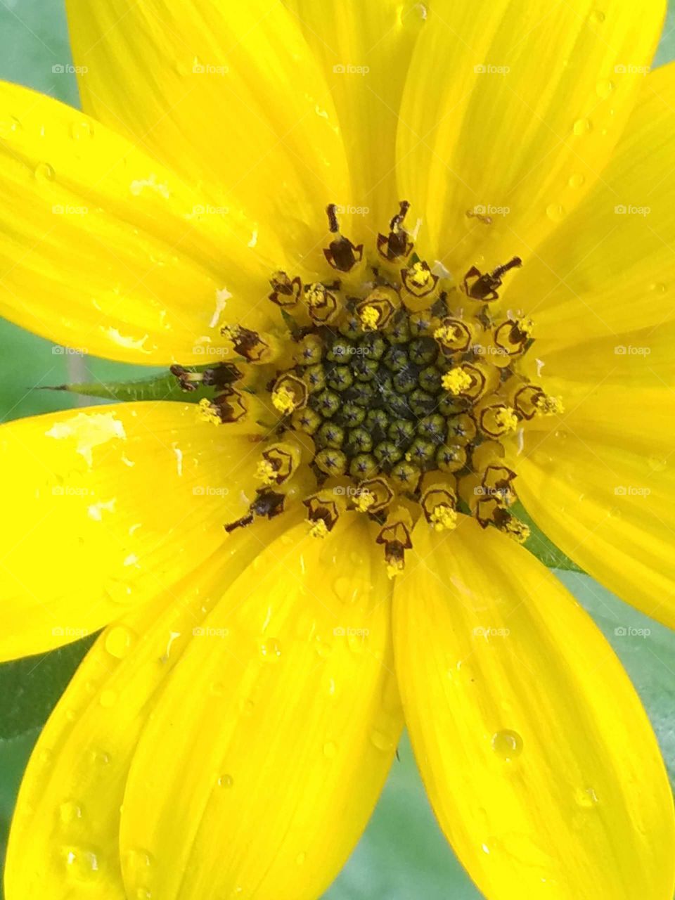 Sunflower blooming. Gardening on the Big Island is so amazing. you plant ONE seed and magic. Seeing the benefits of my first garden on the Big Island.