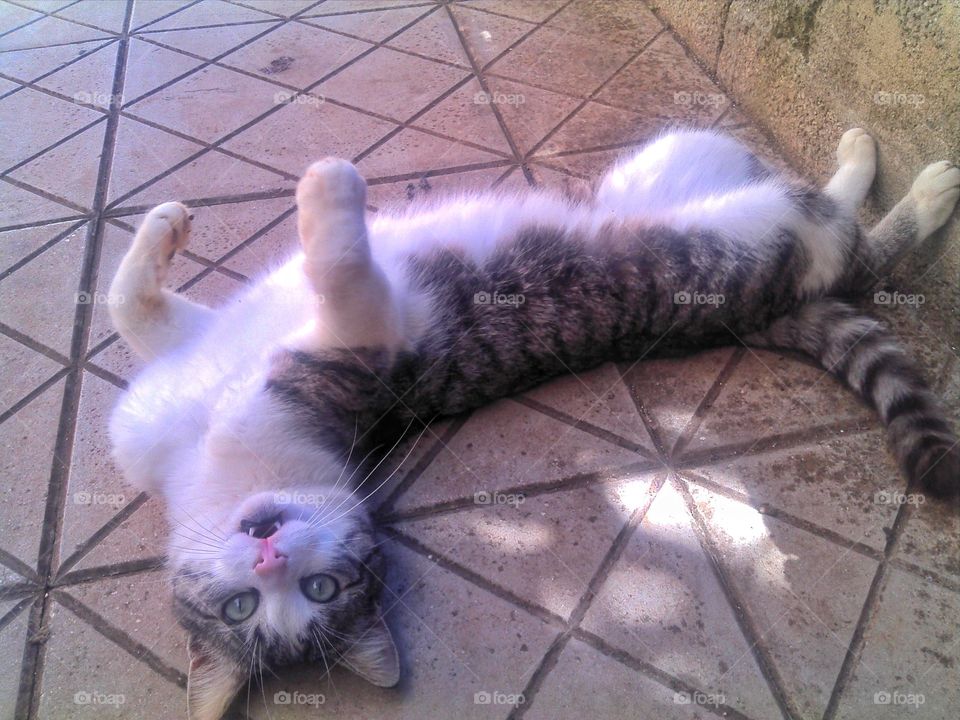 lazy cat does not want to move