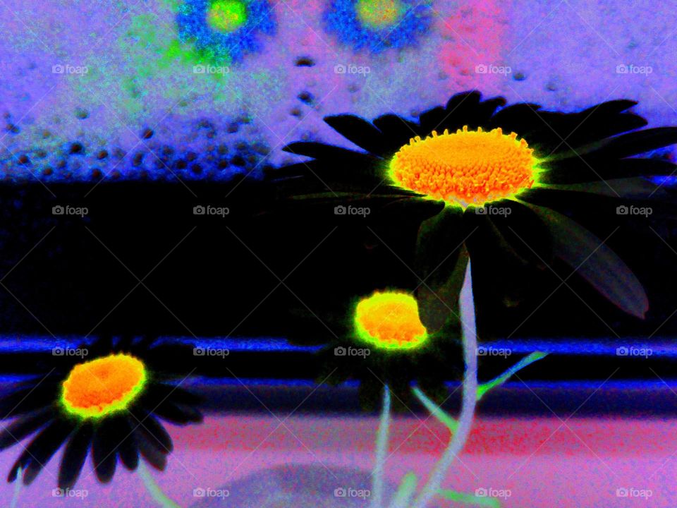 Flower, Nature, Flora, Desktop, Color