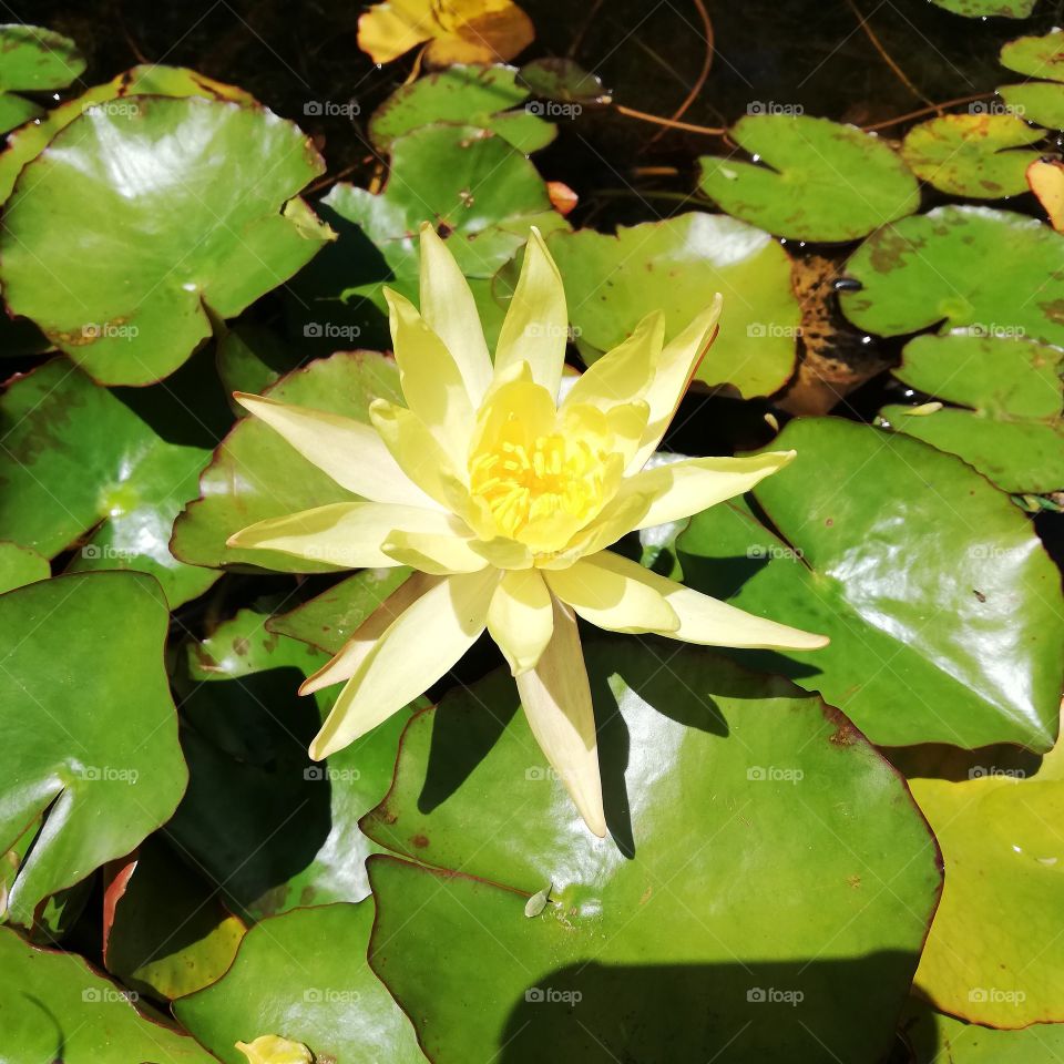 water lily