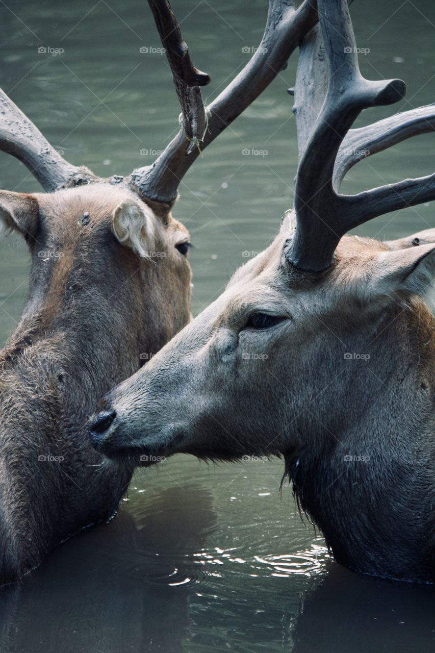 Elk relaxing in the water