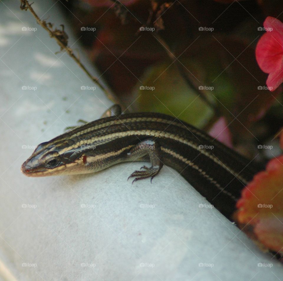 skink in a planter