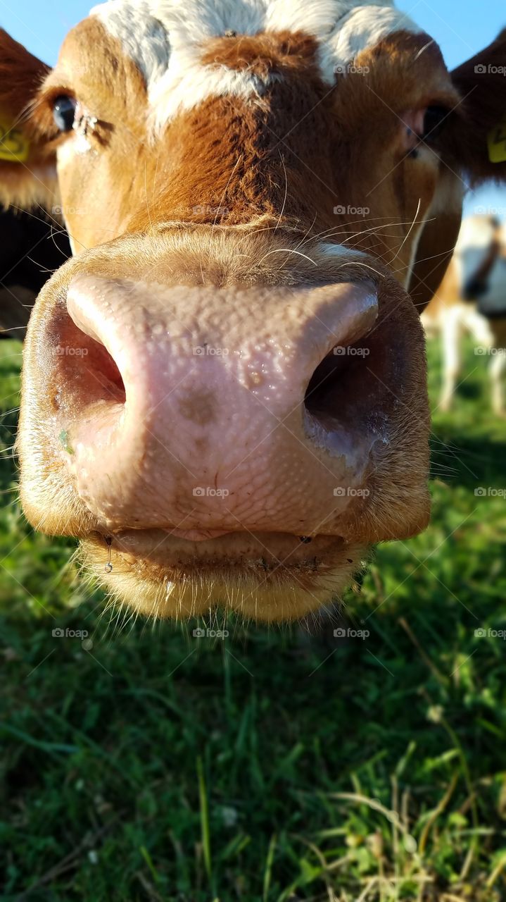Mammal, Animal, Grass, Cute, Nature