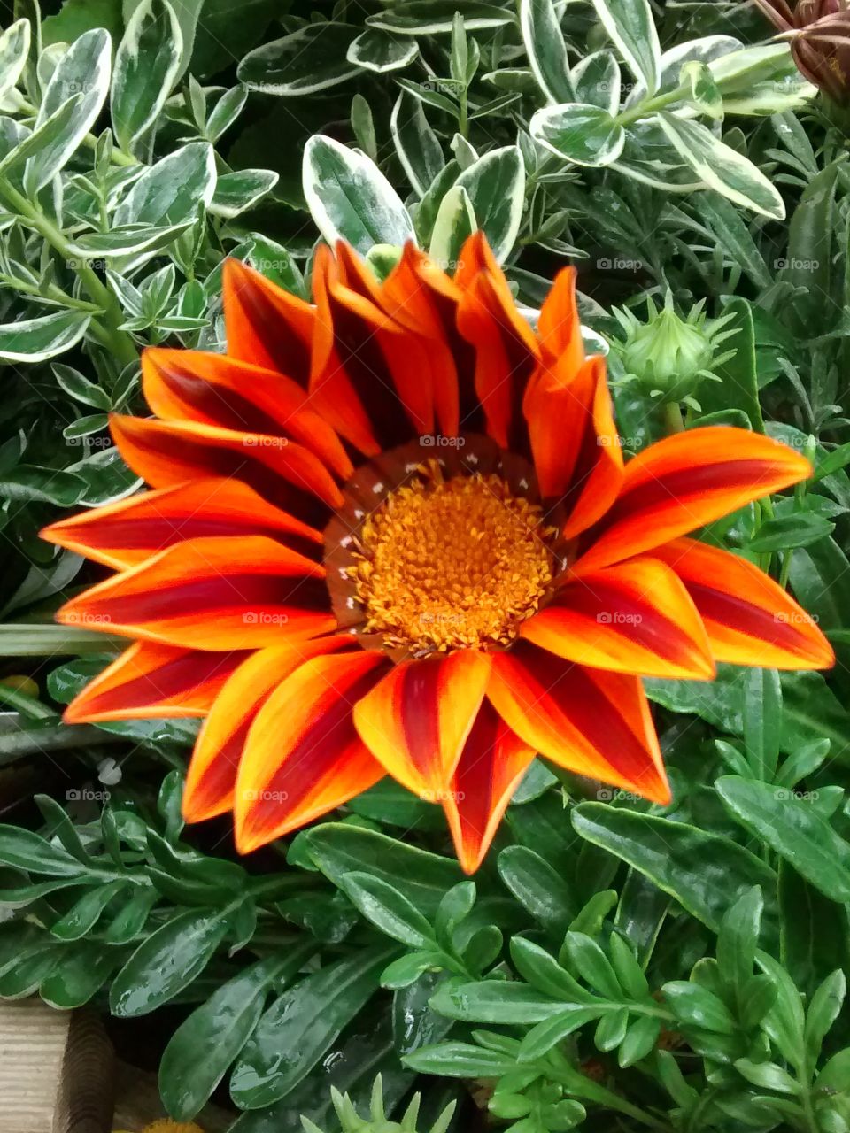 A sunburst flower