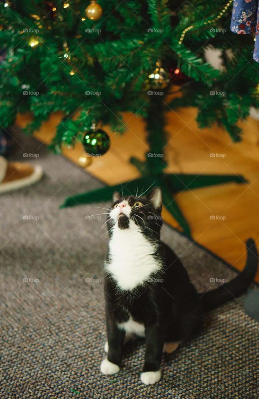 Cat looking up on christmas tree