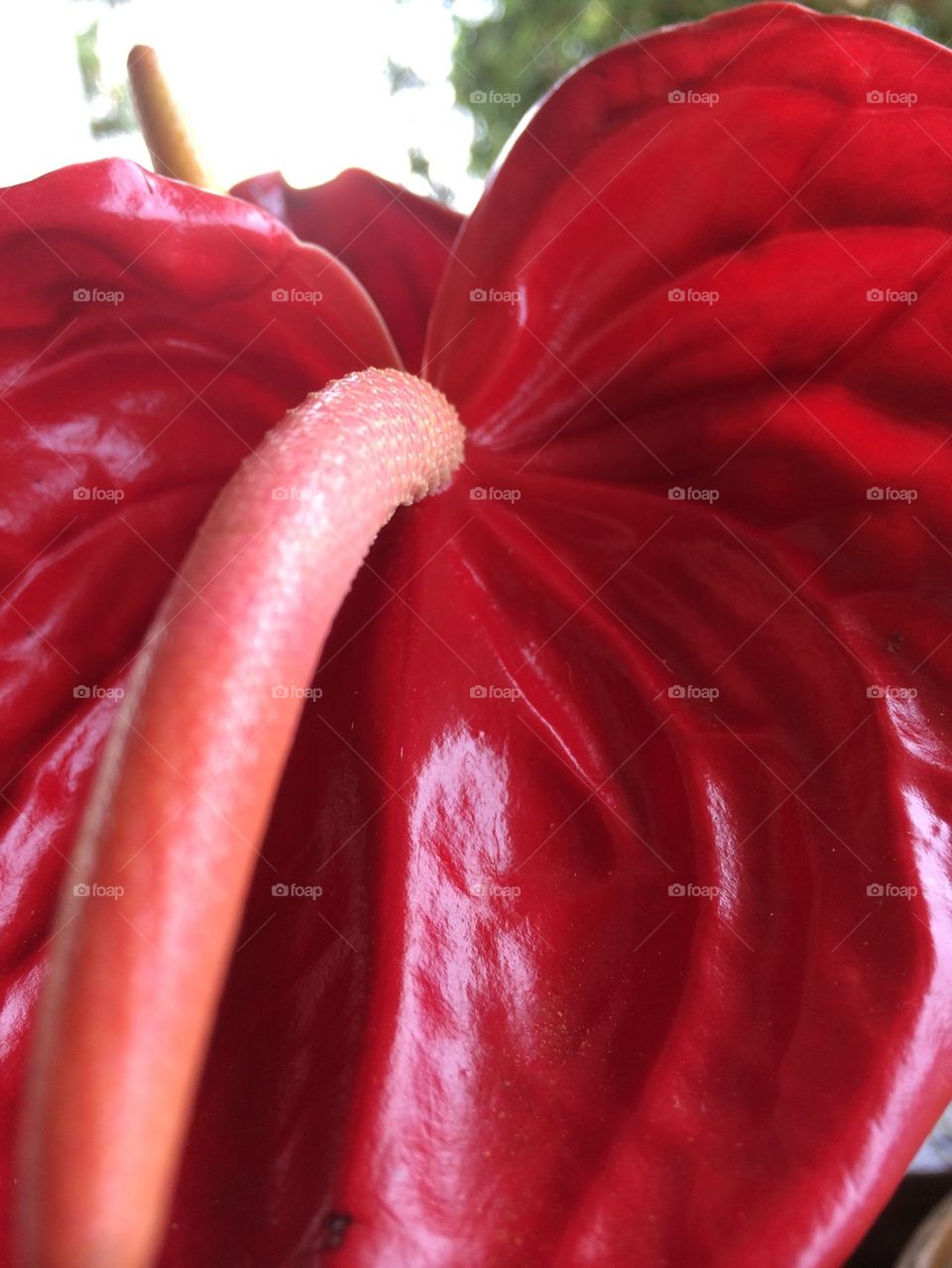 Red anthurium