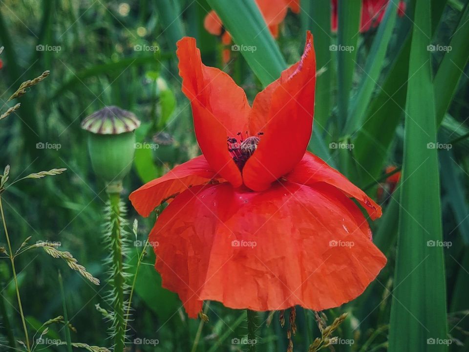Dancing dressed red flower in the green grass