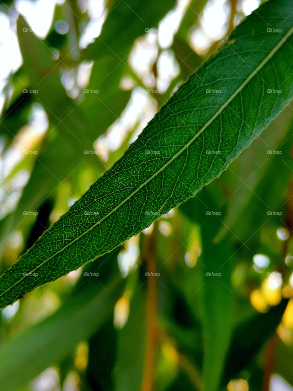 Leaf texture