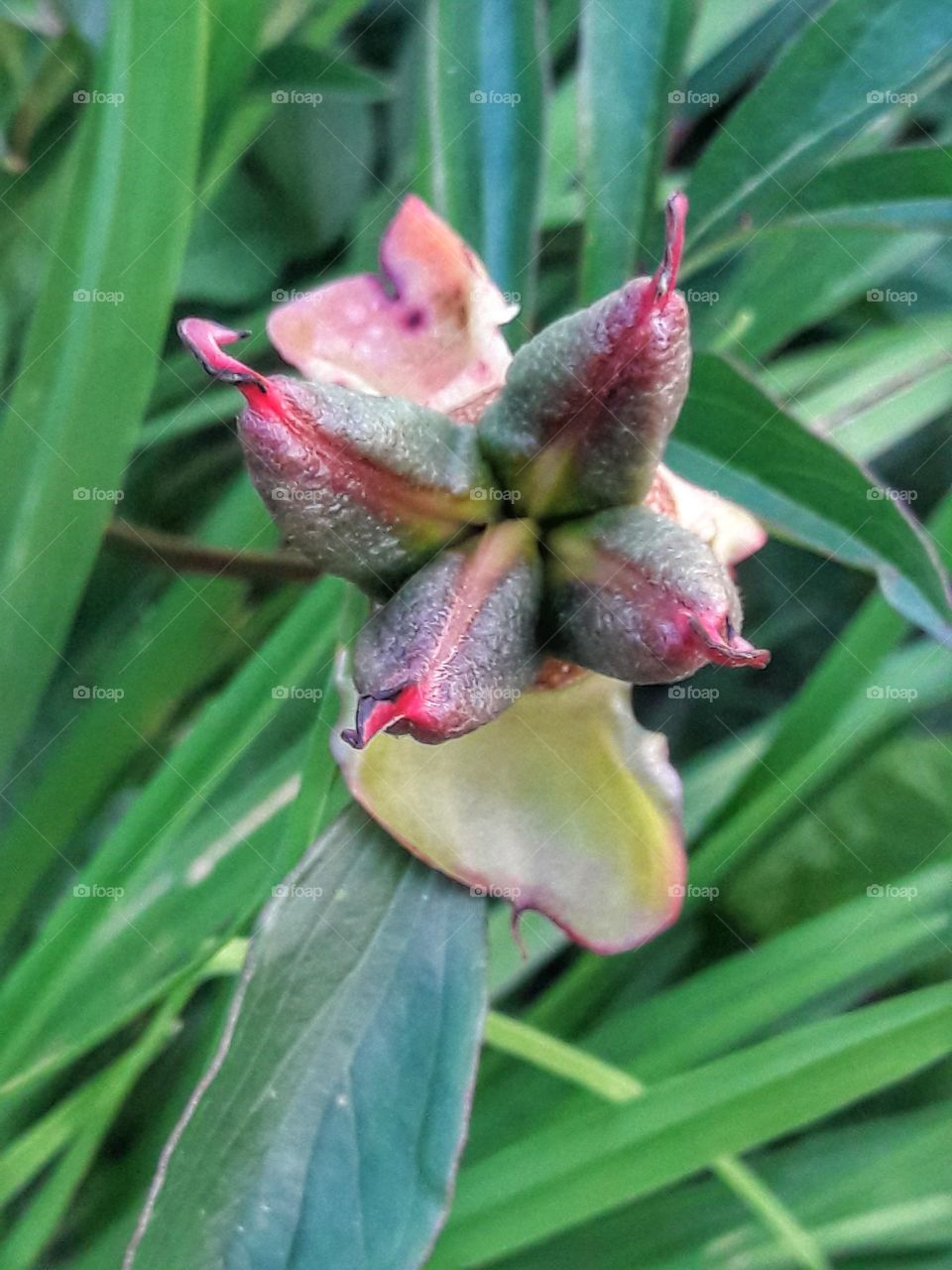 nature flower botany summer spring greens wild clouds sky