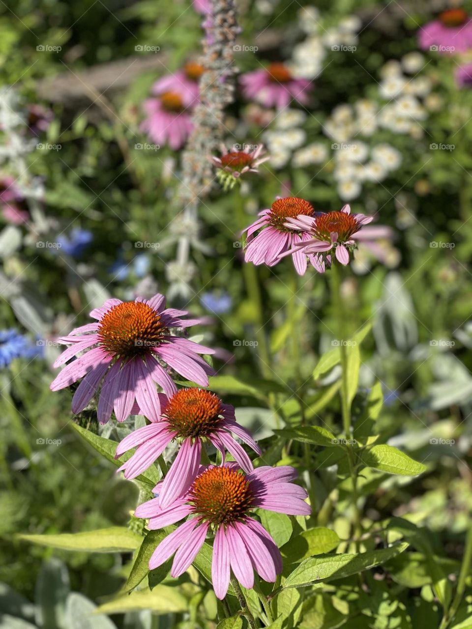 Garden coneflower