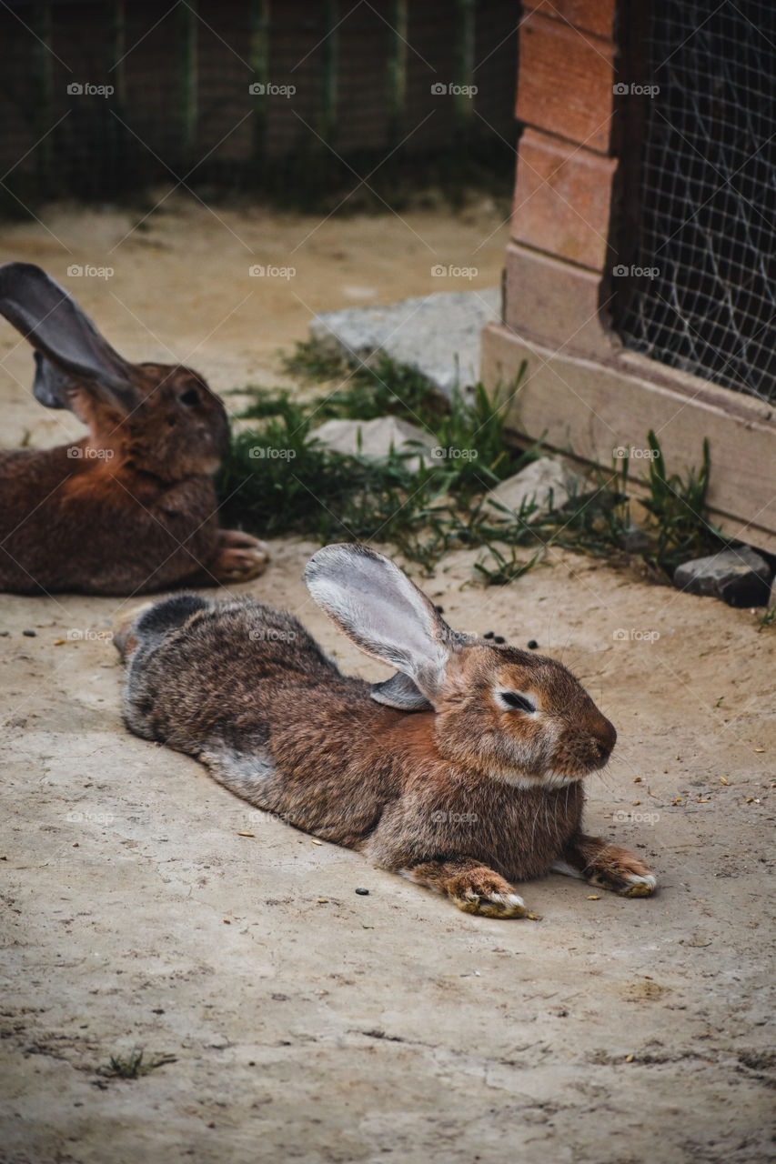 A rabbit! so cute