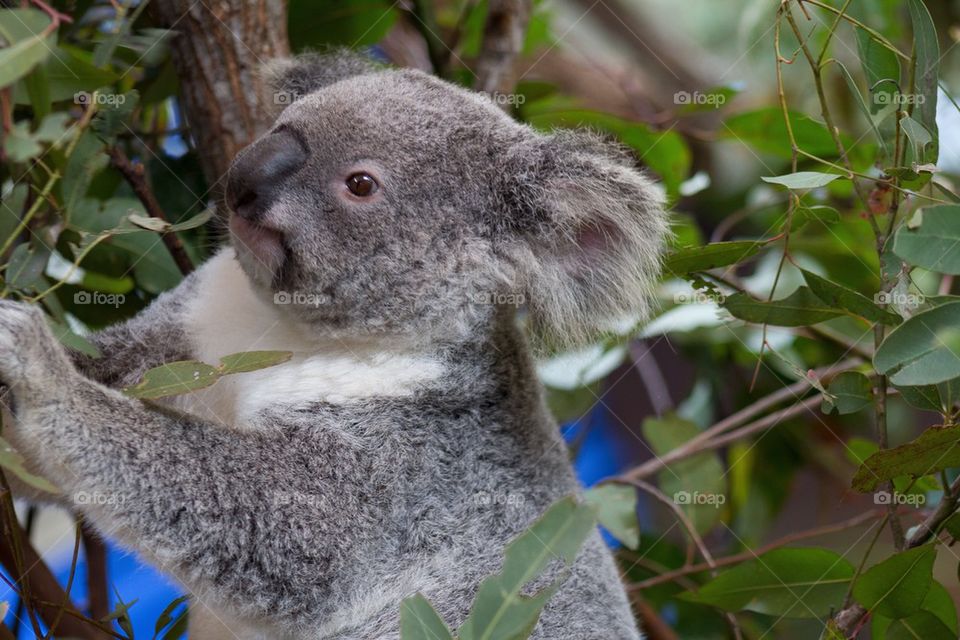 Koala