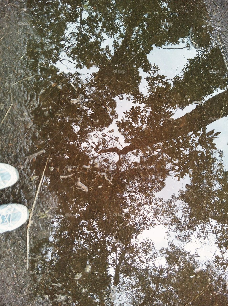 Reflections trees on a puddle