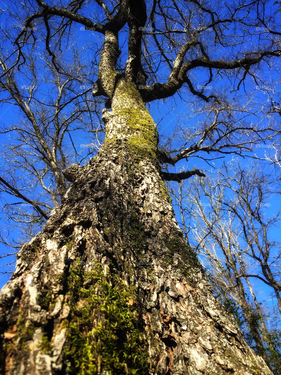 Mossy tree