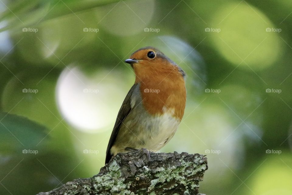 Robin
