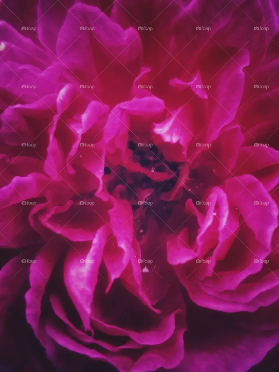 bloom