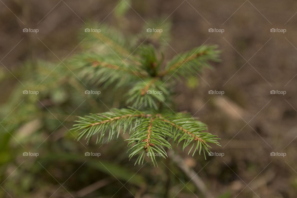 Wood forest