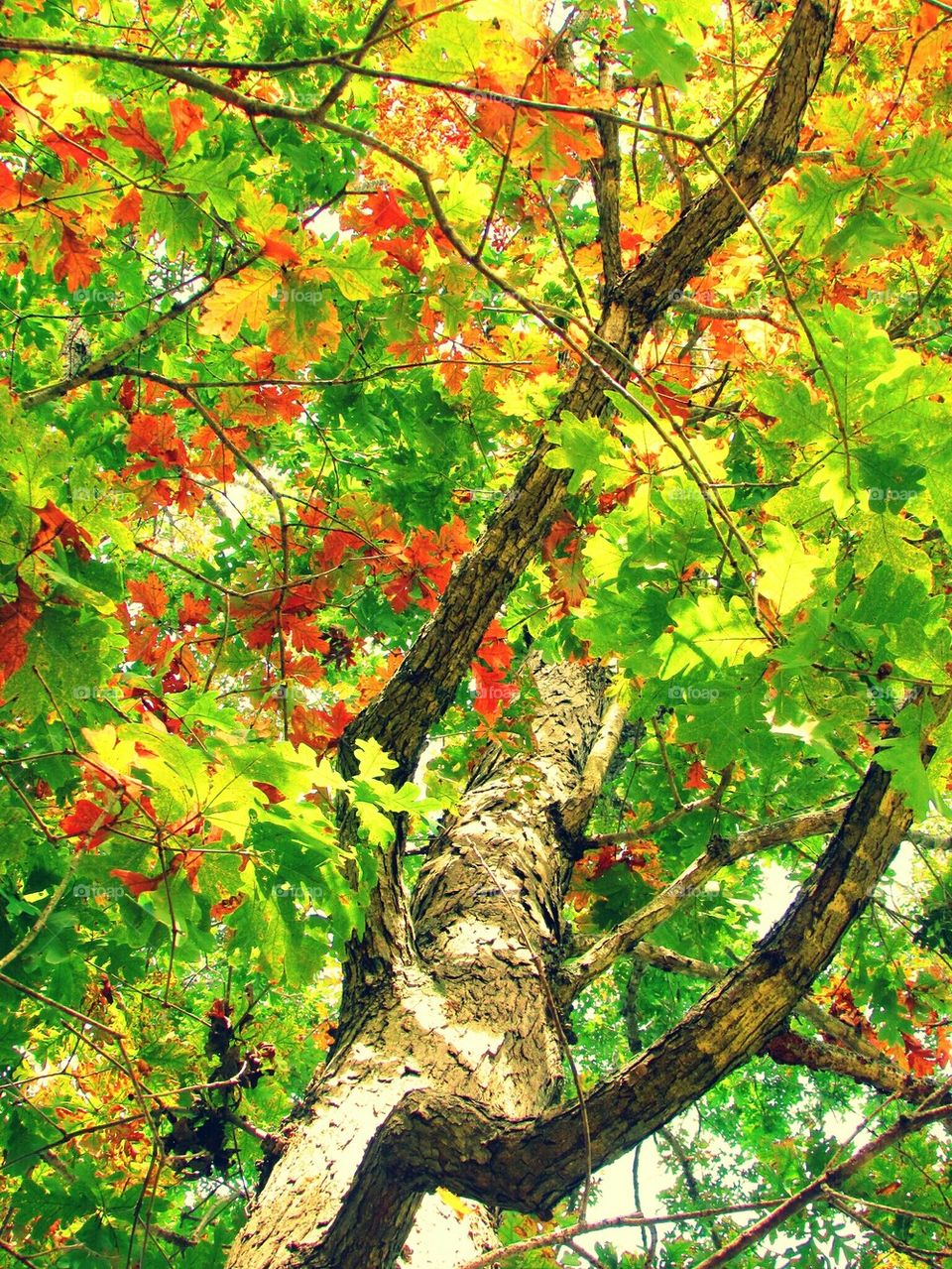 Low angle view of autumn tree