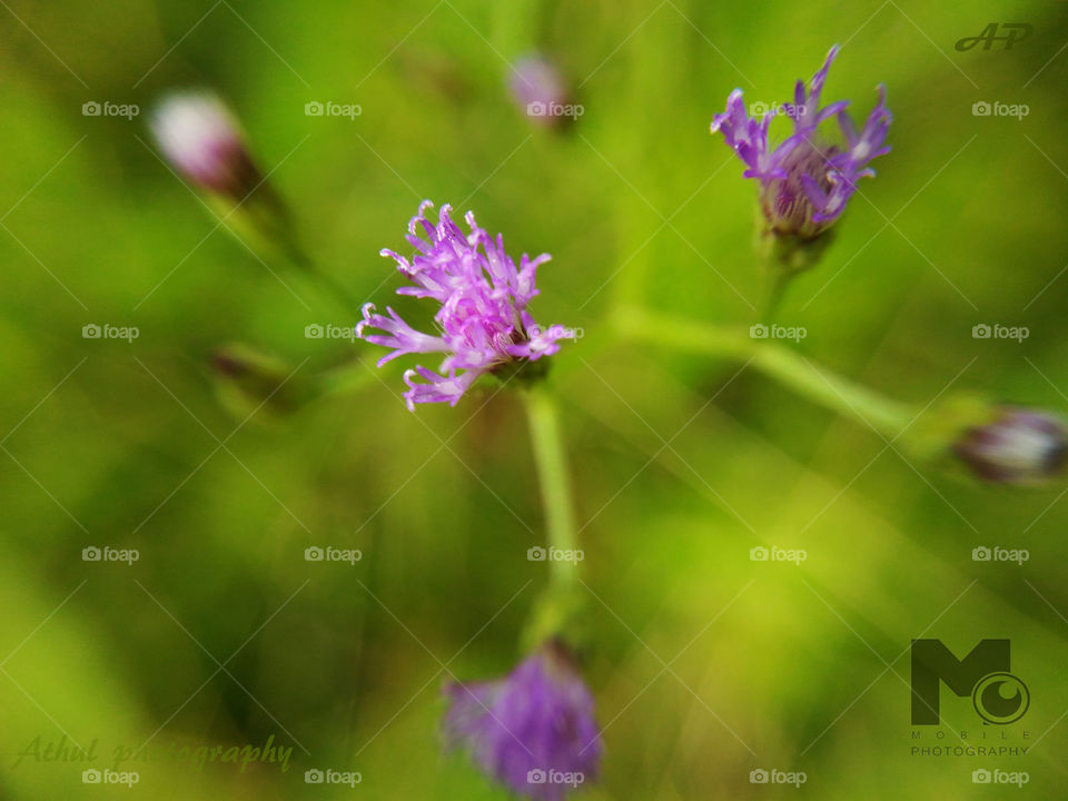 Macro purple flowers