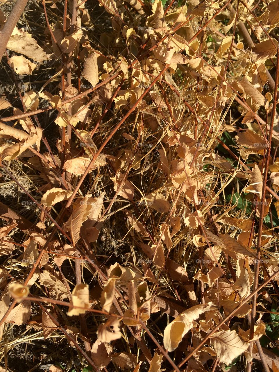 Dry leaves