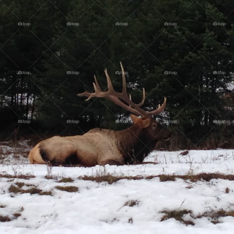 Elk in Jasper