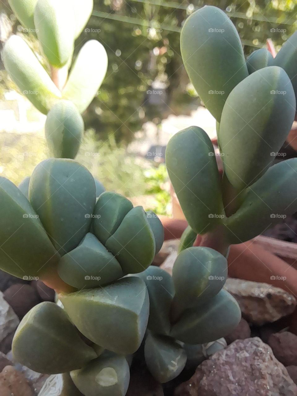 succulent